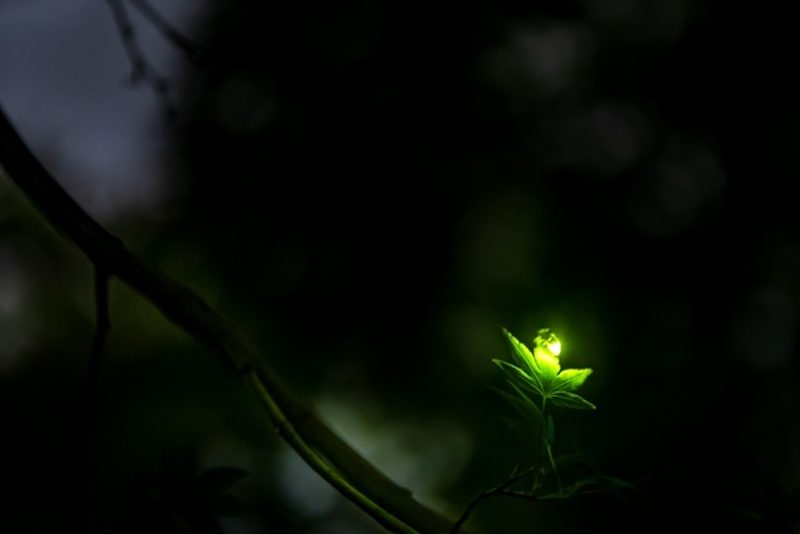 fireflies glow