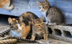 ◇猫好き？◇世界屈指の猫アイランド　北九州を堪能日帰りバスツアー