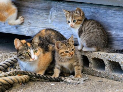 ◇猫好き？◇世界屈指の猫アイランド　北九州を堪能日帰りバスツアー