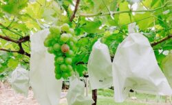 2025年　大人気　鶏の炭火焼＆高級シャインマスカット食べ放題！1房お土産付き！